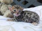 Traum-Katerchen F5 Bengal