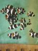 Clownfische A. percula und ocellaris black Meerwasser